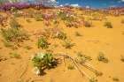 USA, California, Imperial Sand Dunes Recreation Area. Blooming verbena and evening primrose flowers Art Print